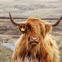 Islay Wildlife